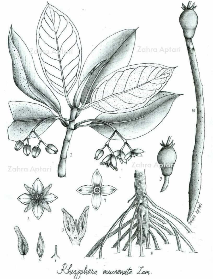 Foto Posisi kedua (6 terbaik untuk 3 kategori) Mangrove Botanical Sketching Competition 